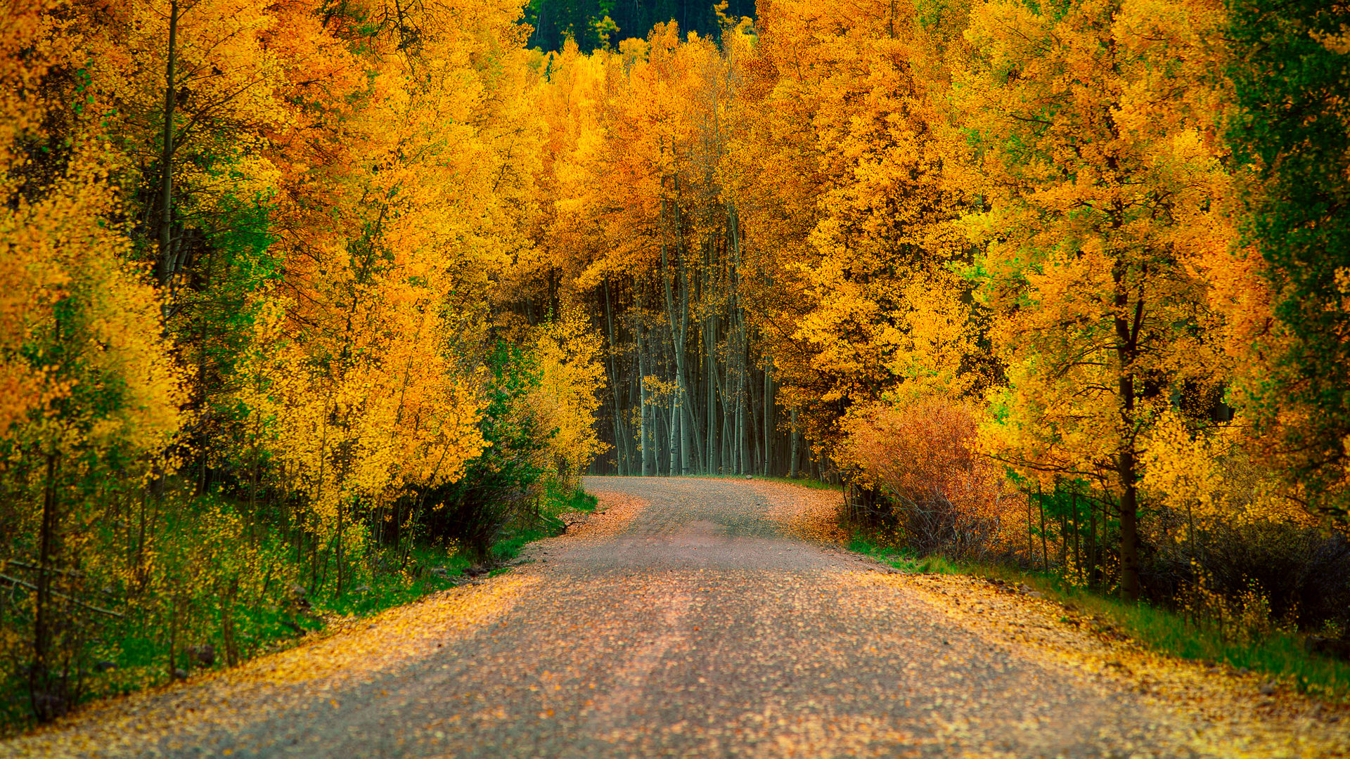 夜话丨迟子建：木器时代-华海博客